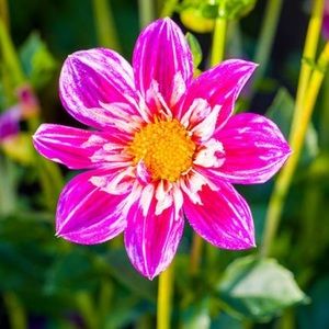 Meet your Posher, Sofia